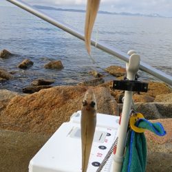 苅屋海岸のキス釣り