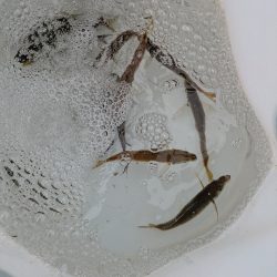 ファミリーフィッシング