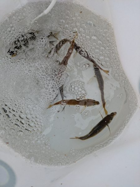 ファミリーフィッシング