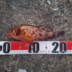 ロックフィッシュ釣行