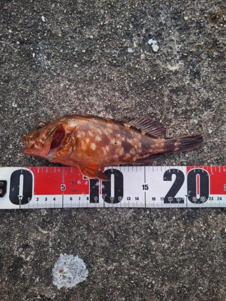 ロックフィッシュ釣行