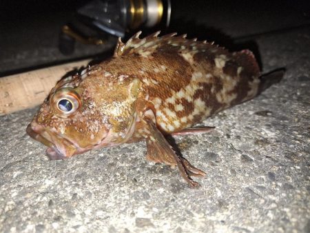 ロックフィッシュ釣行