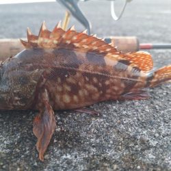 ロックフィッシュ釣行