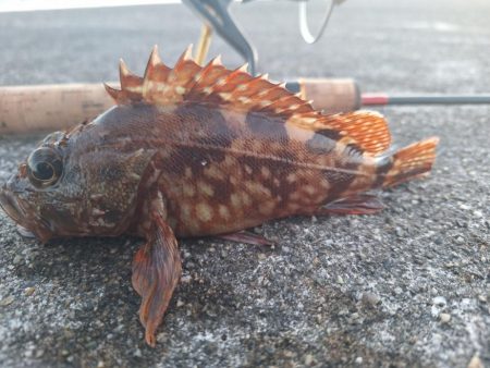 ロックフィッシュ釣行