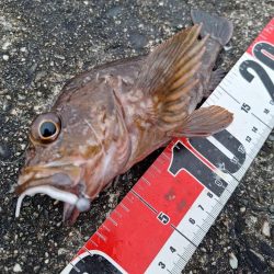 ロックフィッシュ釣行