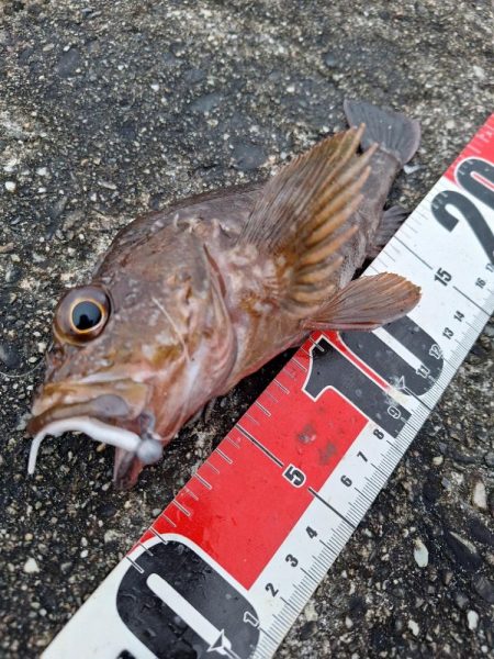 ロックフィッシュ釣行