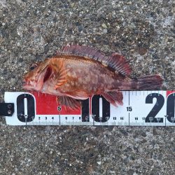 ロックフィッシュ釣行