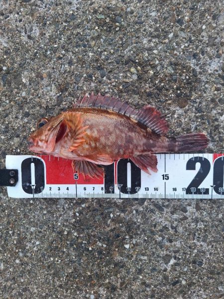 ロックフィッシュ釣行