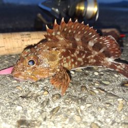 ロックフィッシュ釣行