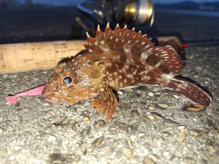 ロックフィッシュ釣行