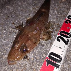 最初から切り身で…