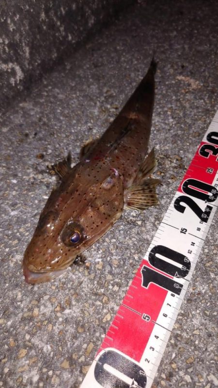 最初から切り身で…