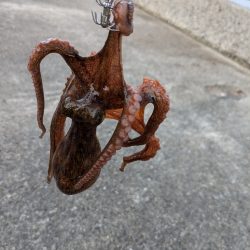 少なくなってきた〜