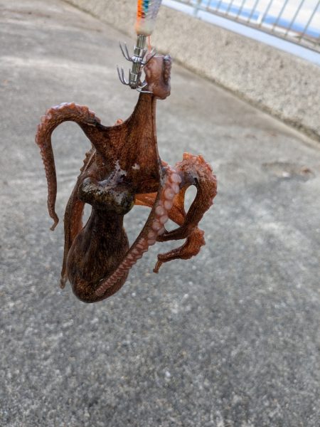 少なくなってきた〜