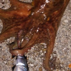 改造タコエギで