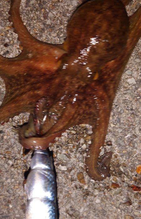 改造タコエギで