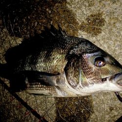 台風の雨上がり釣行