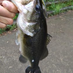 放流バスに遊んでもらいました