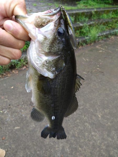 放流バスに遊んでもらいました