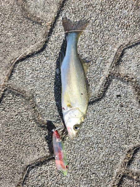 ルアーフィッシング