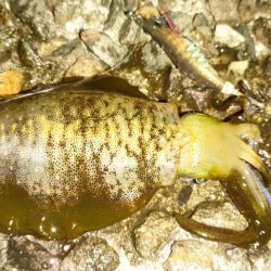 エギング&チニング