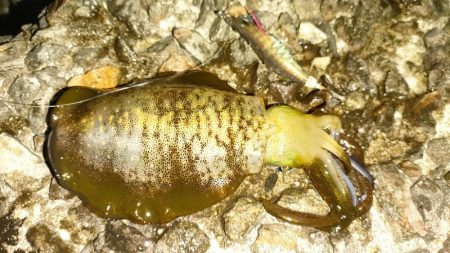 エギング&チニング