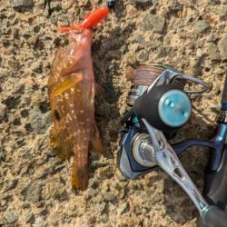 ハタゲーム&エギング