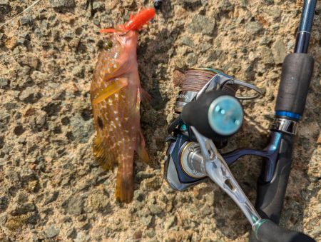 ハタゲーム&エギング