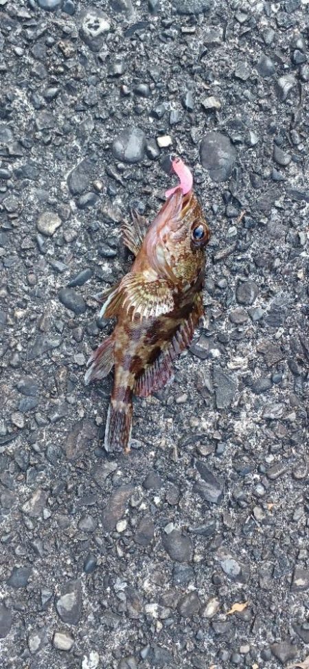 根魚探し@那智勝浦