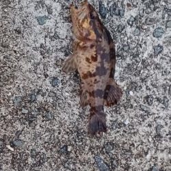 アジ調査@貝塚周辺