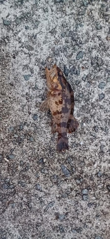 アジ調査@貝塚周辺