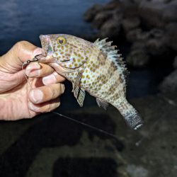 陸っぱり釣行記