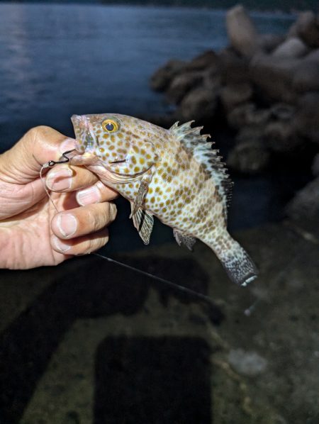 陸っぱり釣行記