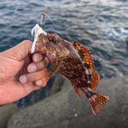 陸っぱり釣行記