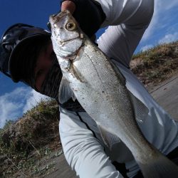 チヌとセイゴ釣れました。