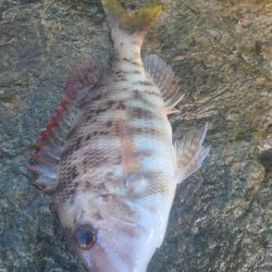 イサキと外道達