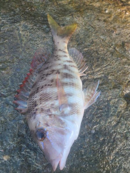 イサキと外道達