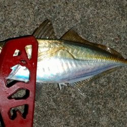 荒天前アジング