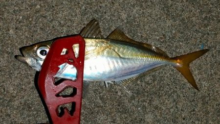 荒天前アジング