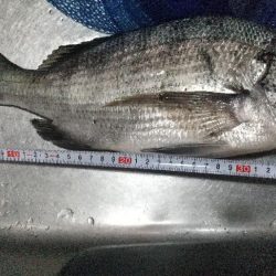 ハゼ居ない…チヌへ。