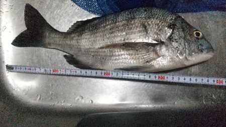 ハゼ居ない…チヌへ。