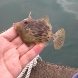 波止カワハギ開幕戦