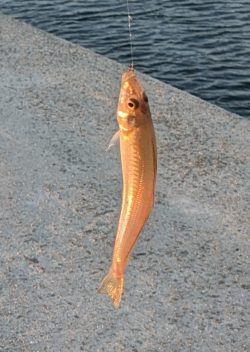 娘とちょい投げ