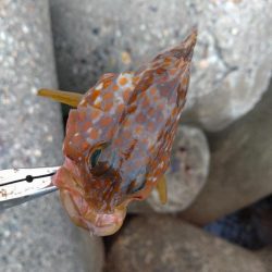 アオリイカ、キジハタ、キュウセン