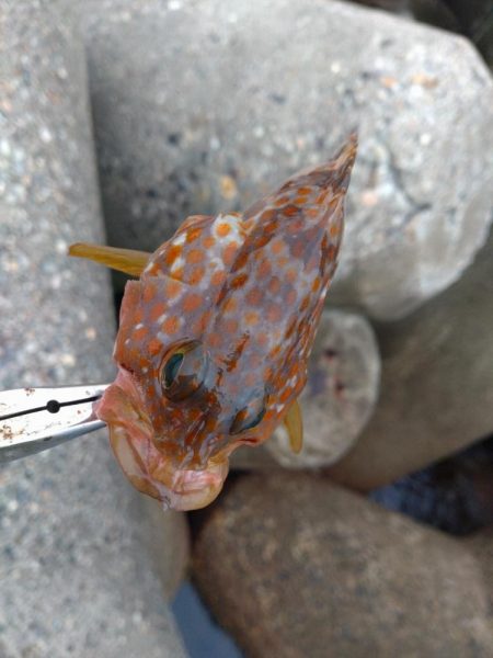 アオリイカ、キジハタ、キュウセン