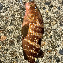 キジハタ、カサゴ（お）