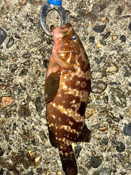 キジハタ、カサゴ（お）