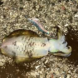 アオリイカ良型（お）