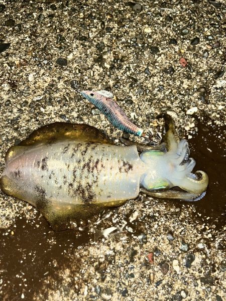 アオリイカ良型（お）