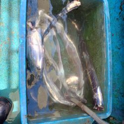 ’24初の船太刀魚